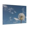 82227-48.jpg Dandelion and Blue Sky Standard Canvas