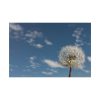 82227-49.jpg Dandelion and Blue Sky Standard Canvas