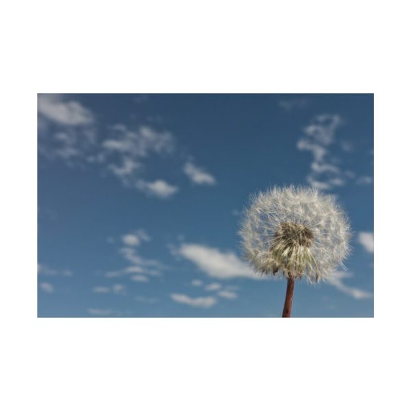 82227-49.jpg Dandelion and Blue Sky Standard Canvas
