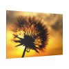 Dandelion and Sunset Standard Canvas