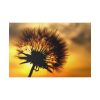 Dandelion and Sunset Standard Canvas