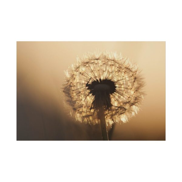 82227-57.jpg Dandelion on Yellow Day Standard Canvas