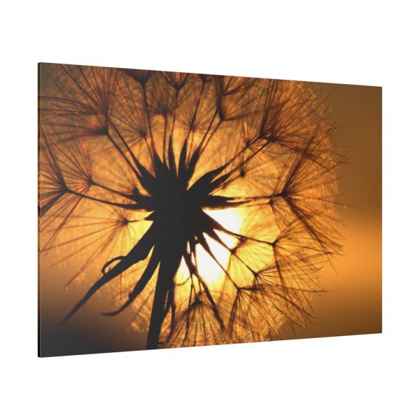 Closeup Dandelion Standard Canvas