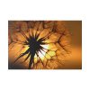 Closeup Dandelion Standard Canvas