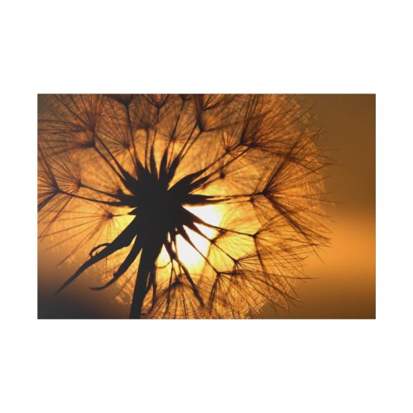 Closeup Dandelion Standard Canvas
