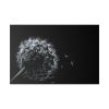 82227-65.jpg Dandelion Background Standard Canvas