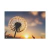 82227-69.jpg Dandelion Blossom Flower II Standard Canvas