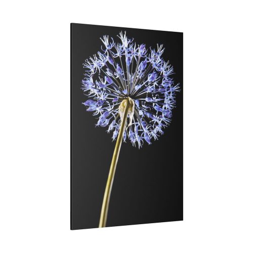 82237-32.jpg Dandelion on Black Standard Canvas