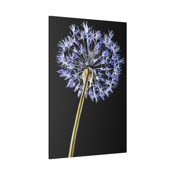 82237-32.jpg Dandelion on Black Standard Canvas