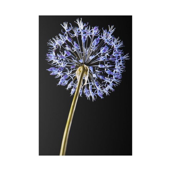 82237-33.jpg Dandelion on Black Standard Canvas