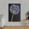 82237-34.jpg Dandelion on Black Standard Canvas