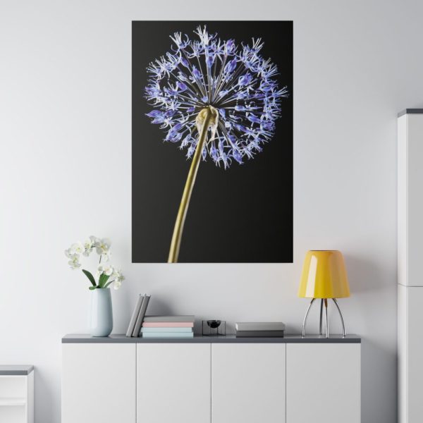 82237-35.jpg Dandelion on Black Standard Canvas