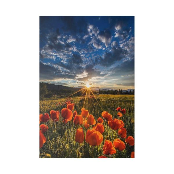 82237-61.jpg Sunset in Field With Red Wild Flowers Standard Canvas