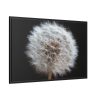 88289-145.jpg Closeup of Dandelion II Framed Canvas