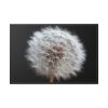 88289-146.jpg Closeup of Dandelion II Framed Canvas
