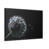 Dandelion Background Framed Canvas