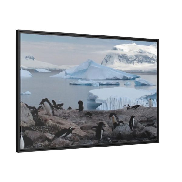 88289-440.jpg Penguin in Alaska Framed Canvas