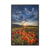 Sunset in Field With Red Wild Flowers Framed Canvas
