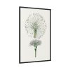 88299-64.jpg Hand Drawn White Blood Lily Framed Canvas