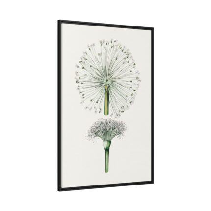 Hand Drawn White Blood Lily Framed Canvas