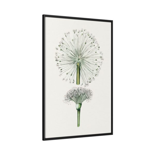 88299-64.jpg Hand Drawn White Blood Lily Framed Canvas