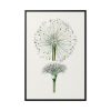 88299-65.jpg Hand Drawn White Blood Lily Framed Canvas