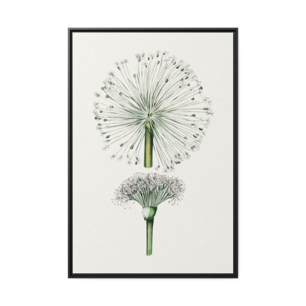 88299-65.jpg Hand Drawn White Blood Lily Framed Canvas