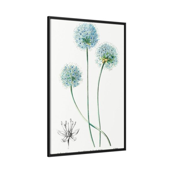 88299-69.jpg Blue Leek from Edwards’s Botanical Register Framed Canvas