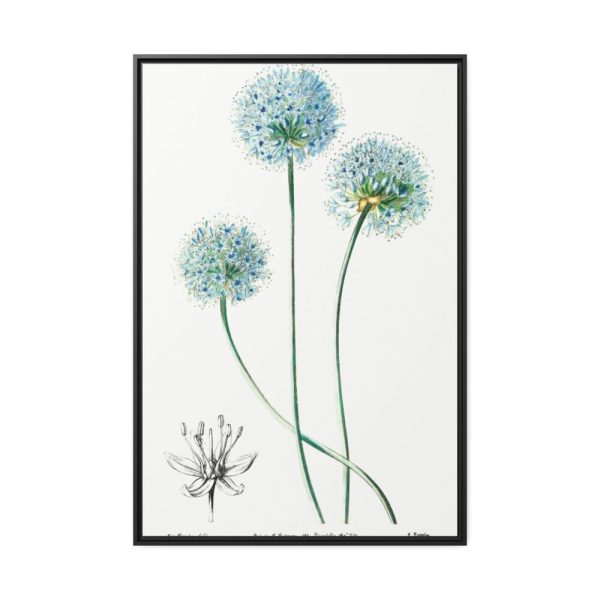 88299-70.jpg Blue Leek from Edwards’s Botanical Register Framed Canvas