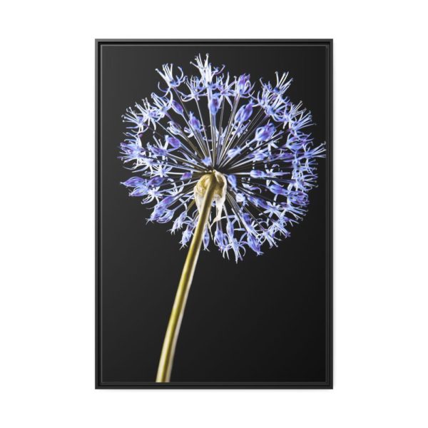 88299-75.jpg Dandelion on Black Framed Canvas