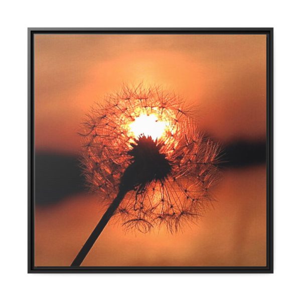 88302-36.jpg Dandelion in Sunset Framed Canvas