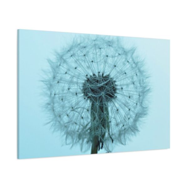 91638-100.jpg Dandelion Puffball Puff Standard Canvas