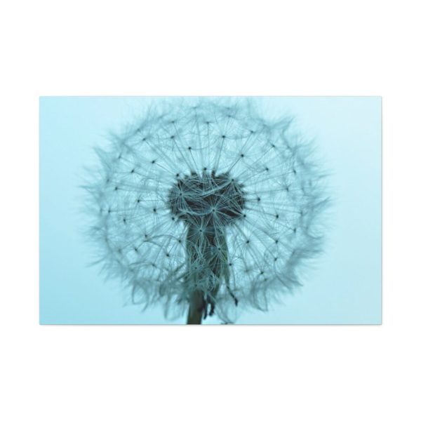 91638-101.jpg Dandelion Puffball Puff Standard Canvas