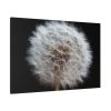 91638-65.jpg Closeup of Dandelion II Standard Canvas