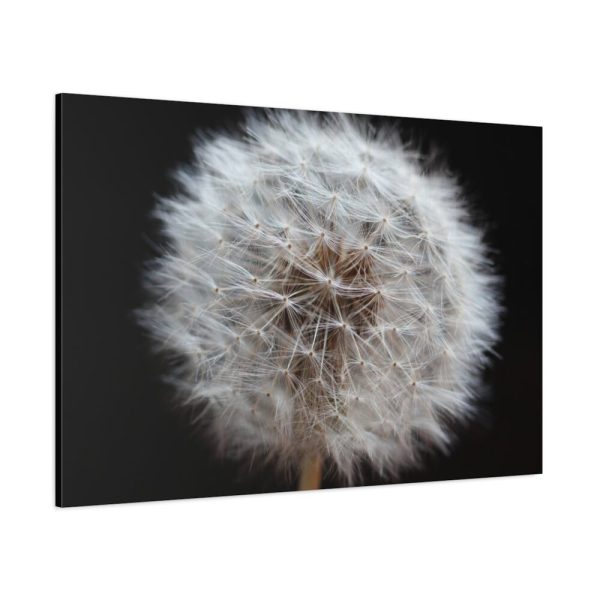 91638-65.jpg Closeup of Dandelion II Standard Canvas