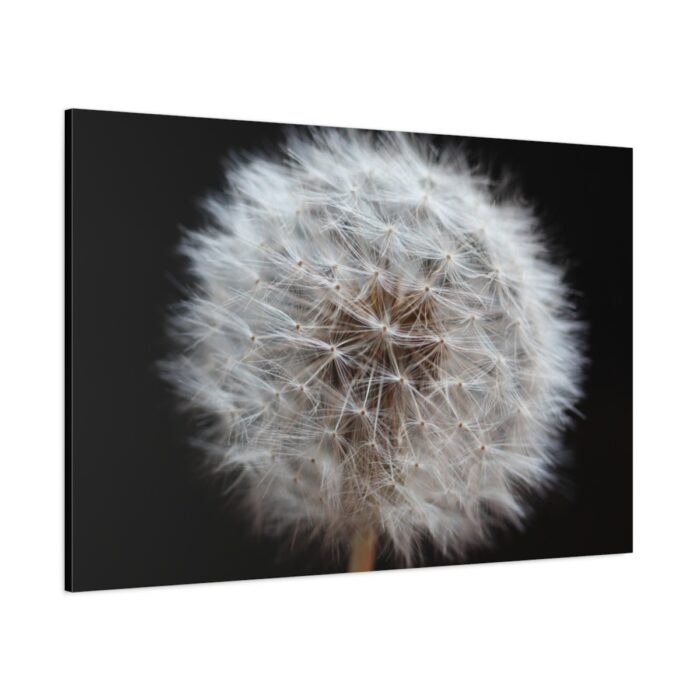 Closeup of Dandelion II Standard Canvas - Image 1
