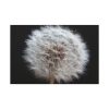 91638-66.jpg Closeup of Dandelion II Standard Canvas
