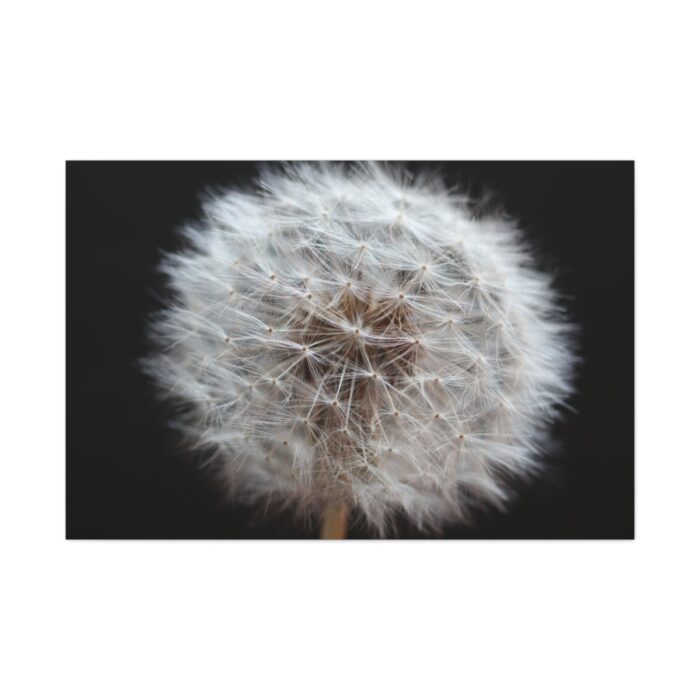 Closeup of Dandelion II Standard Canvas - Image 2