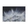 91638-71.jpg Macro Flower Detail Standard Canvas
