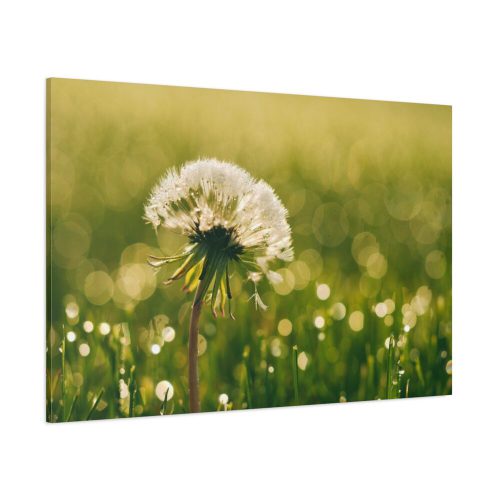 91638-75.jpg Dandelion in Dewey Grassy Area Standard Canvas