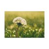 91638-76.jpg Dandelion in Dewey Grassy Area Standard Canvas