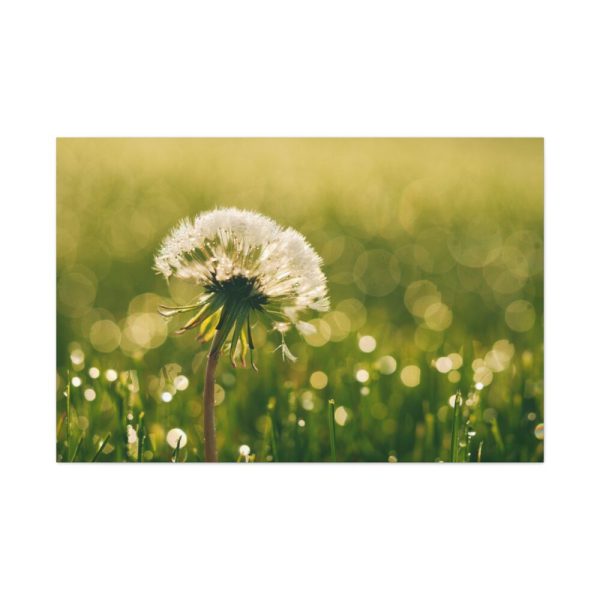 91638-76.jpg Dandelion in Dewey Grassy Area Standard Canvas