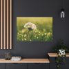 91638-78.jpg Dandelion in Dewey Grassy Area Standard Canvas