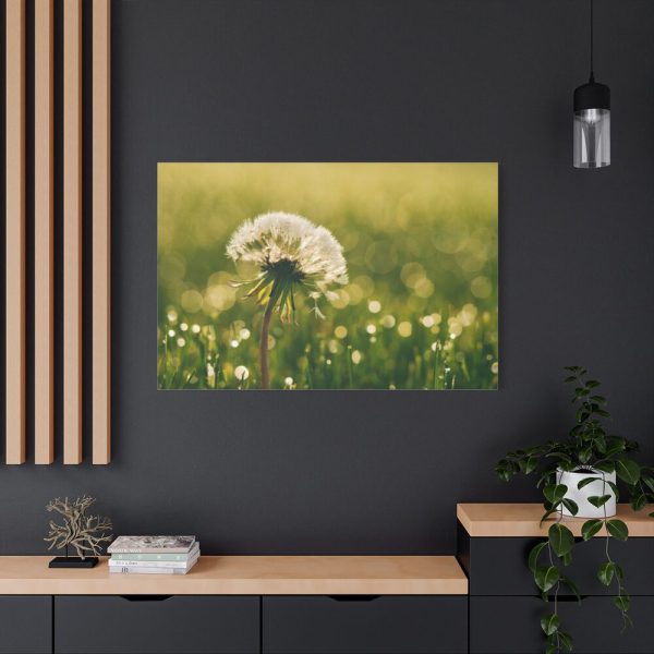 91638-78.jpg Dandelion in Dewey Grassy Area Standard Canvas