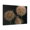91638-85.jpg Giant Dandelion Standard Canvas