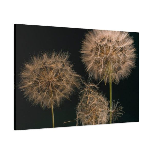 91638-85.jpg Giant Dandelion Standard Canvas