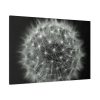 91638-90.jpg Dandelion Light Effect Standard Canvas