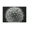 91638-91.jpg Dandelion Light Effect Standard Canvas