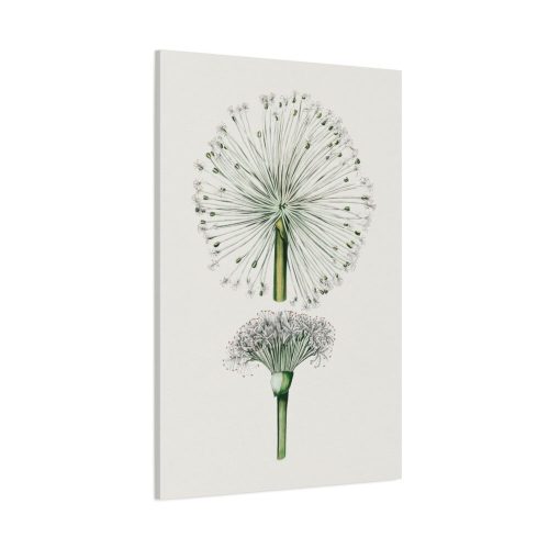 Hand Drawn White Blood Lily Standard Canvas