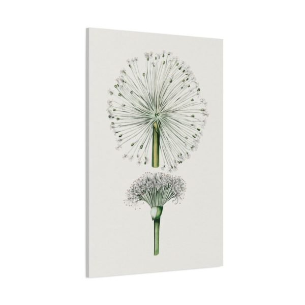 Hand Drawn White Blood Lily Standard Canvas